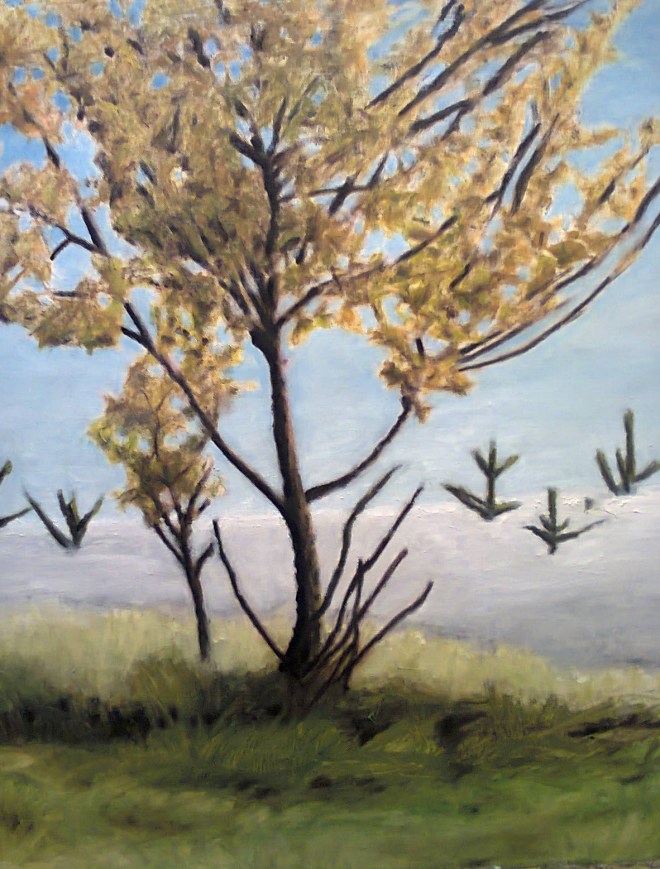 'Slieve Bloom Mountains, County Offaly'